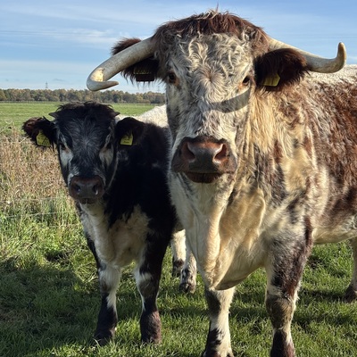 TheLazyLonghorn