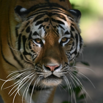 Toni Mesarek | Nature & Wildlife