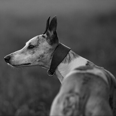 Fox's Fieldsport Photography