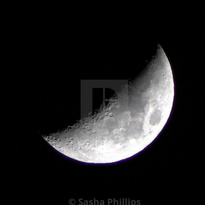 Moonflower_photography